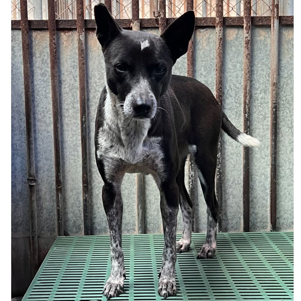 Photo of No. GAAAG1120209001, Adult · Female · Medium · Mixed breed