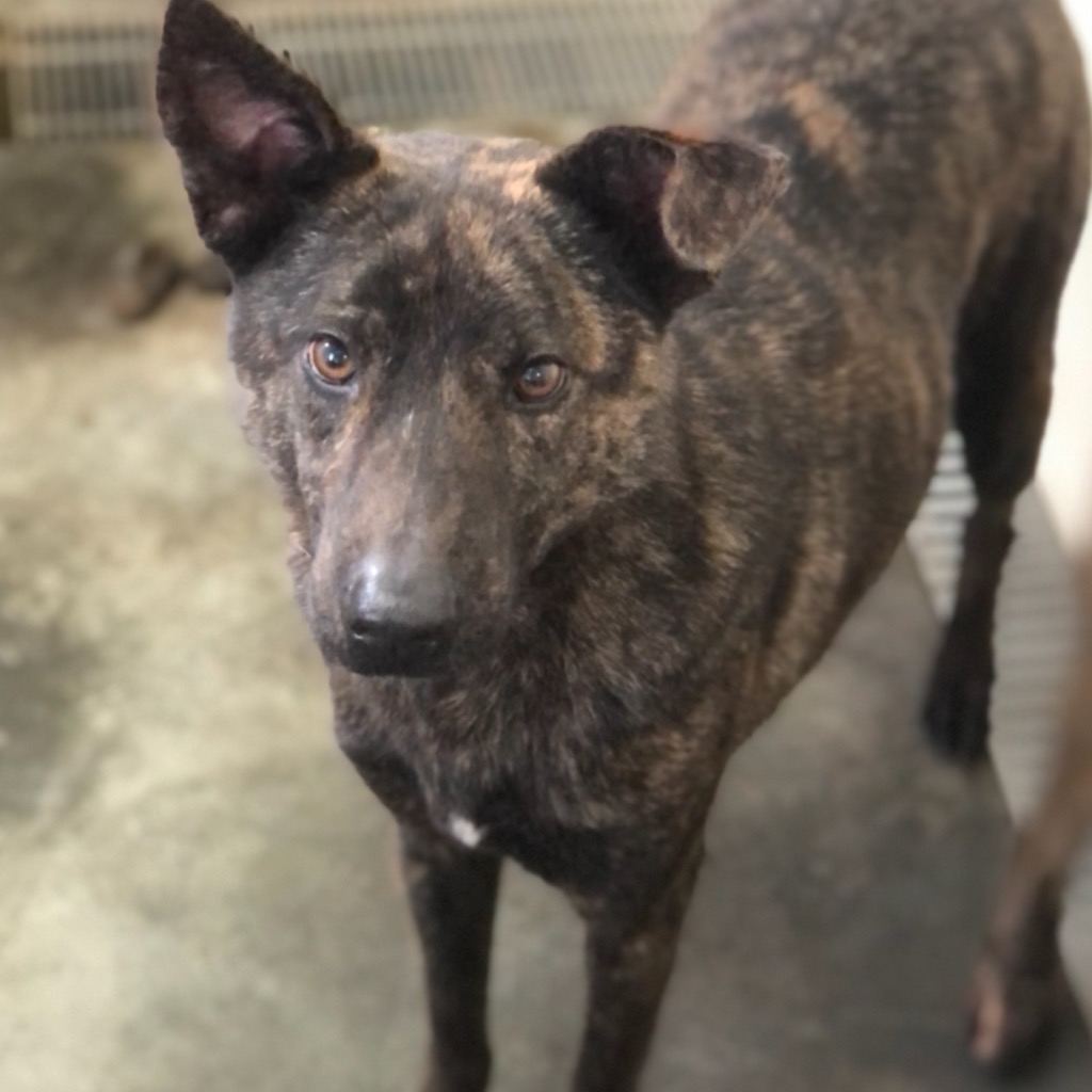 Photo of No. PAAAG1100706007, Adult · Male · Large · Mixed breed