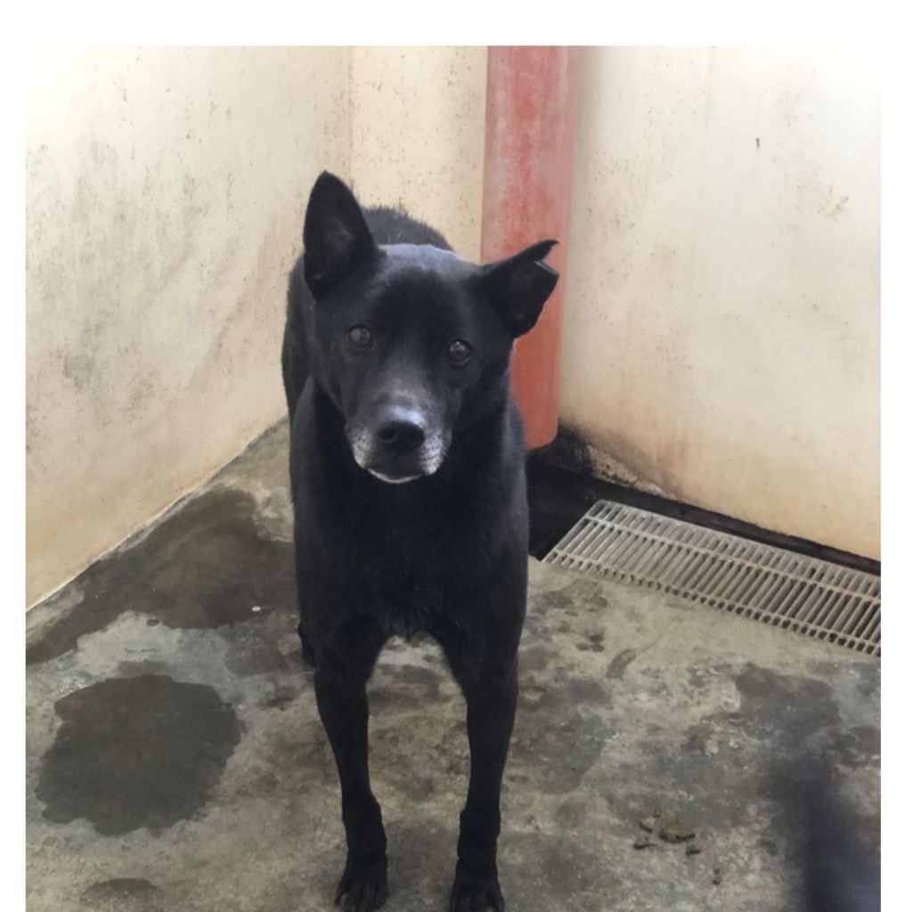 Photo of No. PAAAG1090817031, Adult · Male · Large · Mixed breed