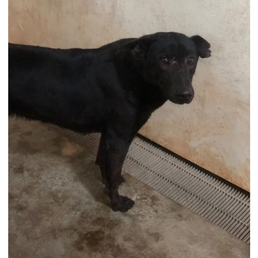Photo of No. PAAAG1091112016, Adult · Male · Large · Mixed breed