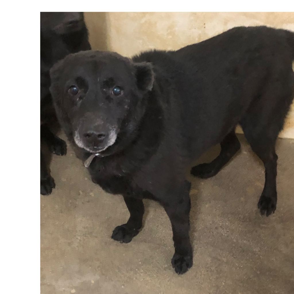 Photo of No. PAAAG1100610019, Adult · Male · Large · Mixed breed