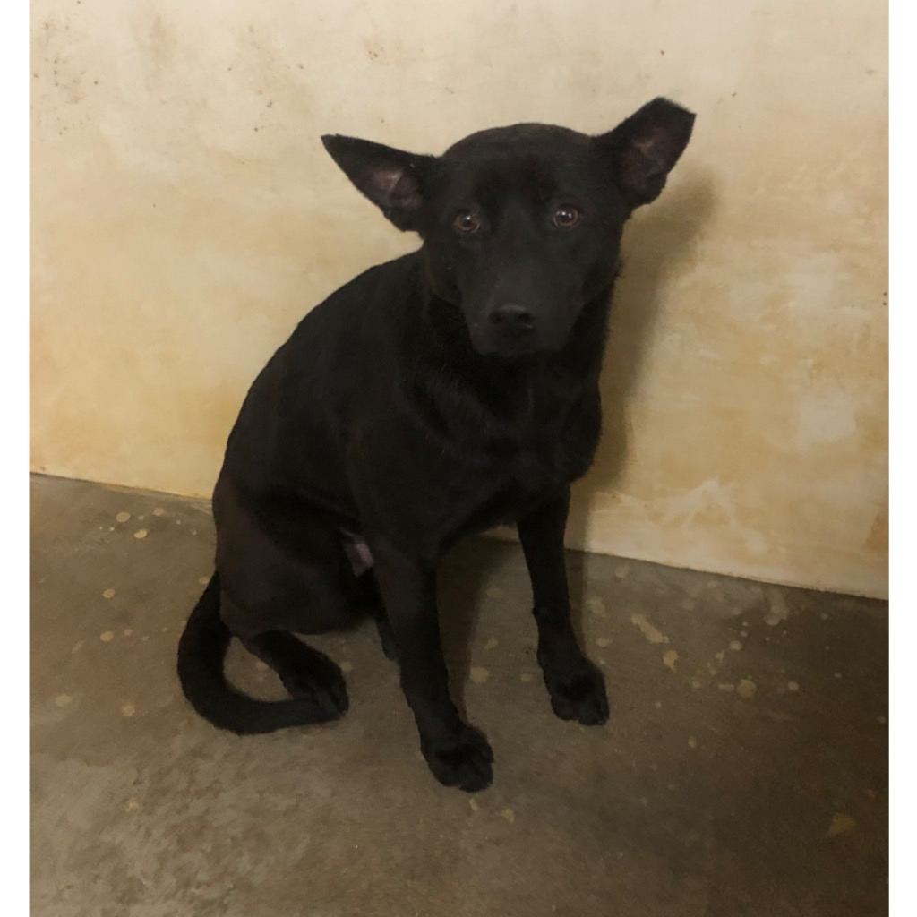 Photo of No. PAAAG1110420022, Adult · Male · Large · Mixed breed