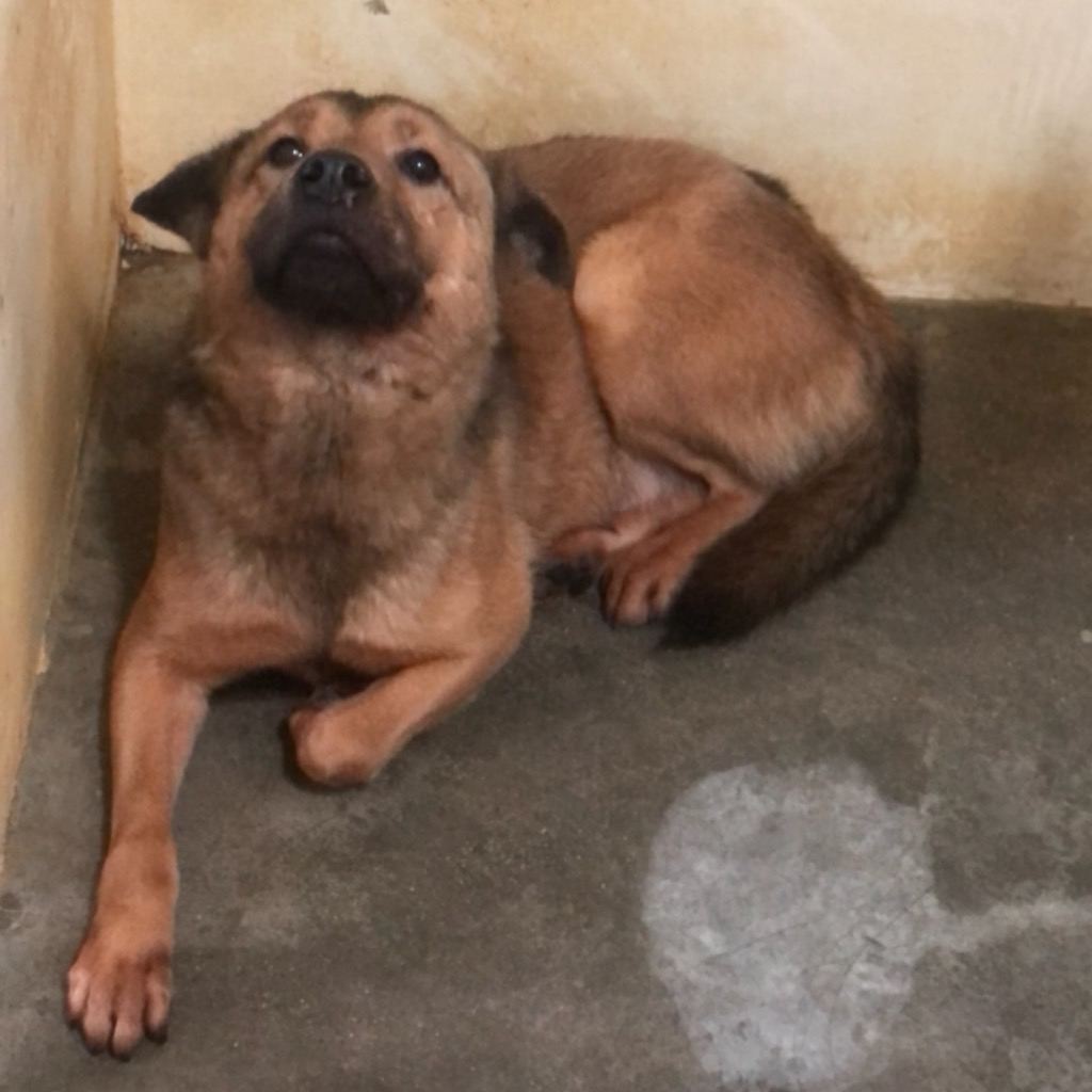 Photo of No. PAAAG1100714030, Adult · Male · Large · Mixed breed