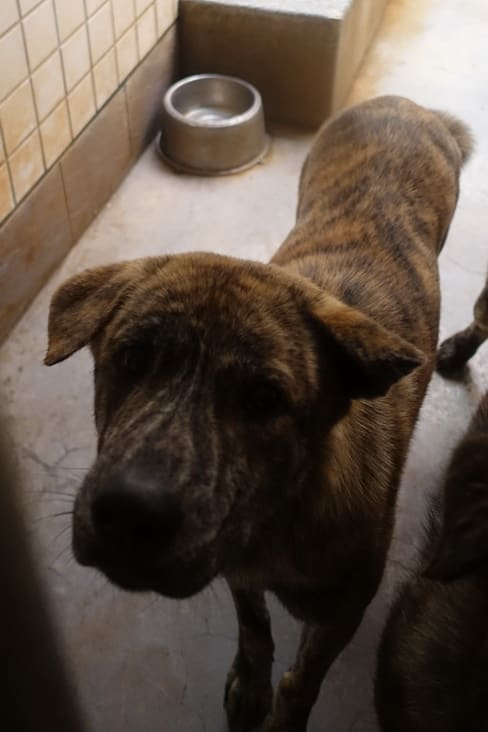 Photo of No. 1120319, Adult · Male · Large · Mixed breed
