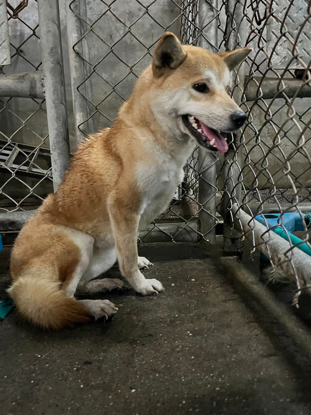 Photo of No. MAAAG1120222020, Adult · Female · Medium · Shiba Inu