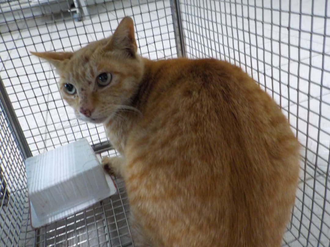 Photo of No. HAAAG1120223C1, Adult · Female · Small · Mixed breed