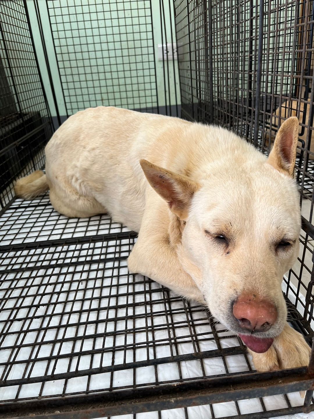 Photo of No. 1120224D02, Young · Male · Medium · Mixed breed