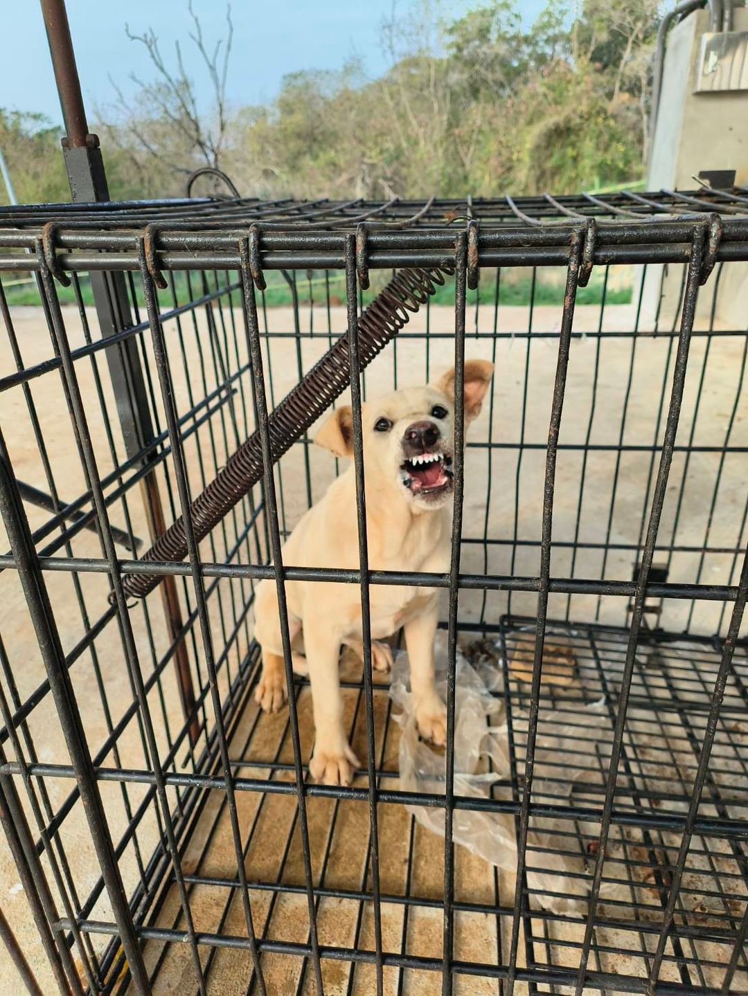 Photo of No. 1120225D01, Young · Female · Medium · Mixed breed