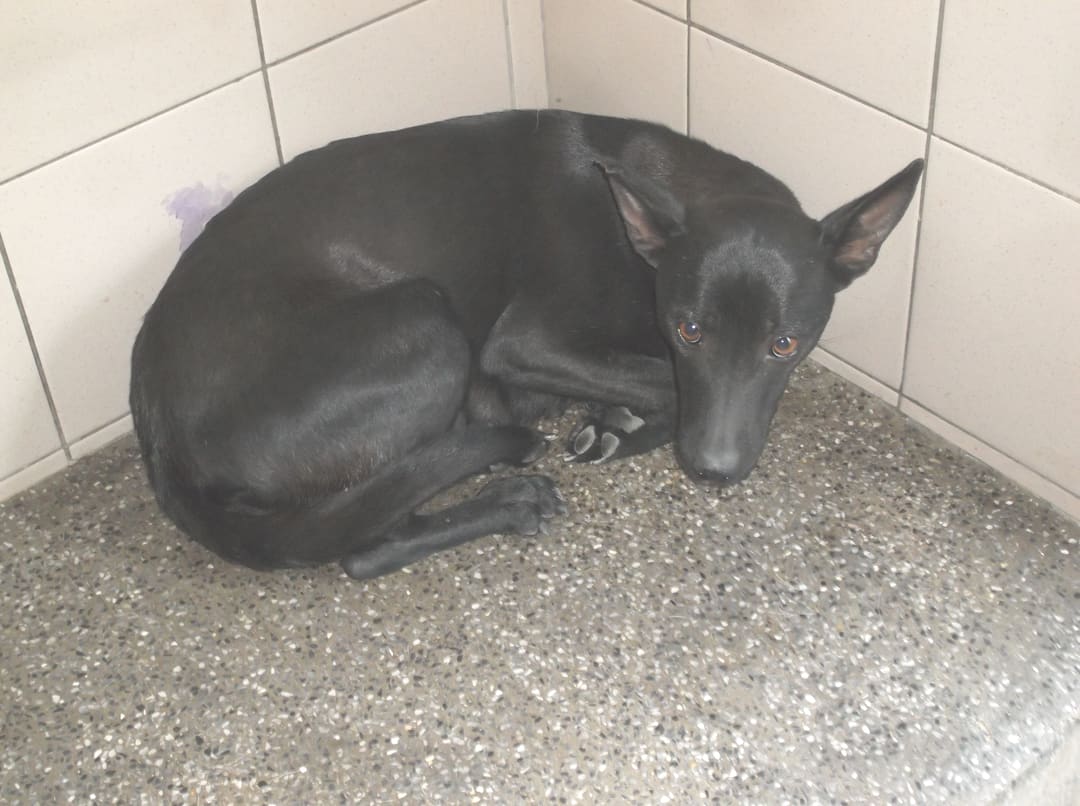 Photo of No. LAABG112030801, Adult · Female · Large · Mixed breed