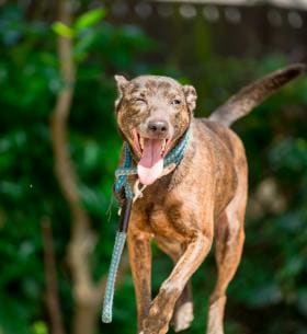 Photo of No. AAADG2020021208, Adult · Female · Medium · Mixed breed