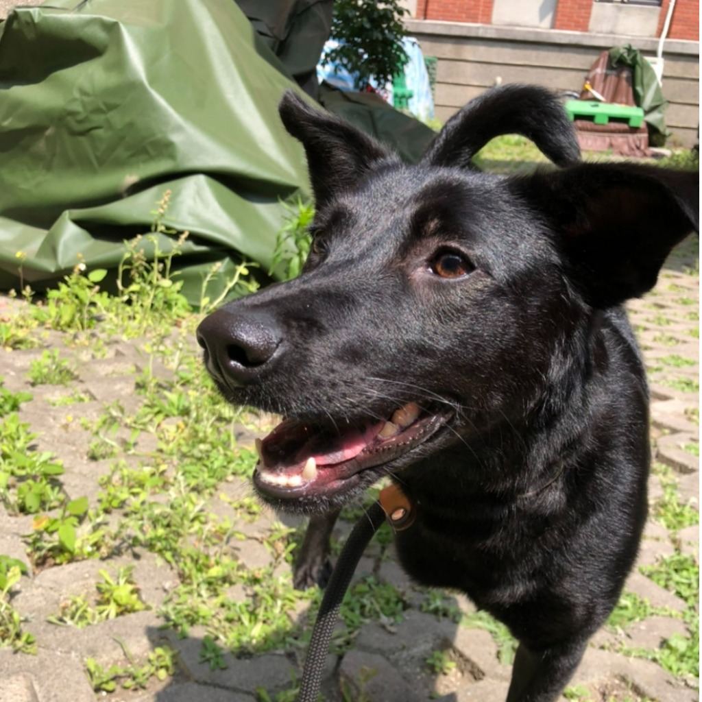 Photo of No. DAAAG1120118004, Adult · Female · Medium · Mixed breed