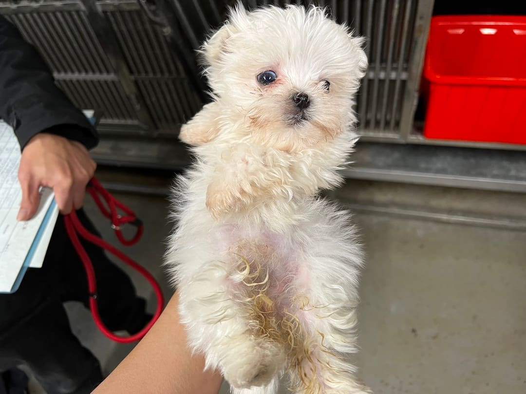 Photo of No. CAAAG1120313038, Young · Female · Small · Maltese