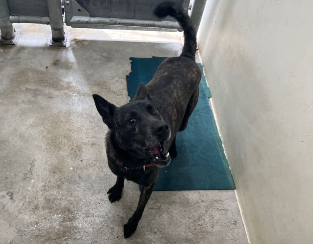 Tabby adult female mixed-breed dog, Medium, shelter no. …1406