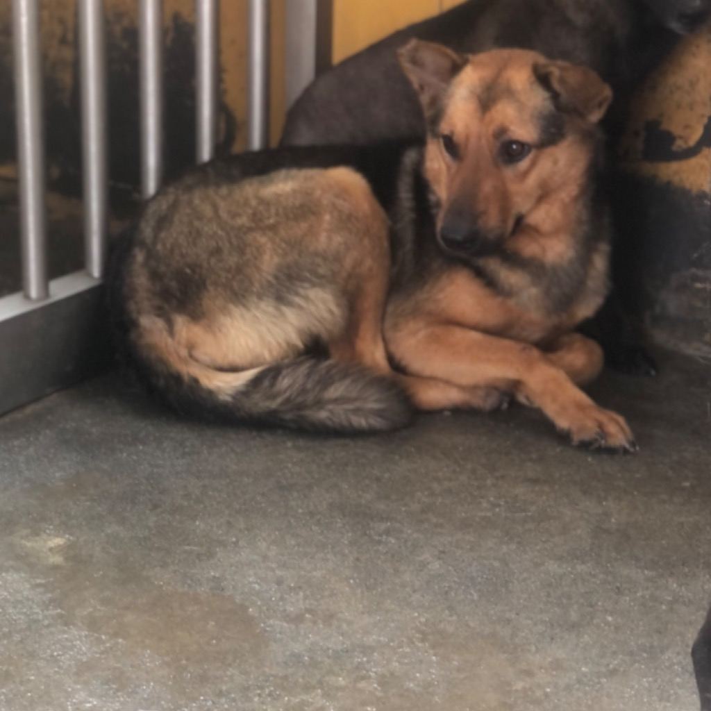 Photo of No. PAAAG1120206029, Adult · Female · Large · Mixed breed