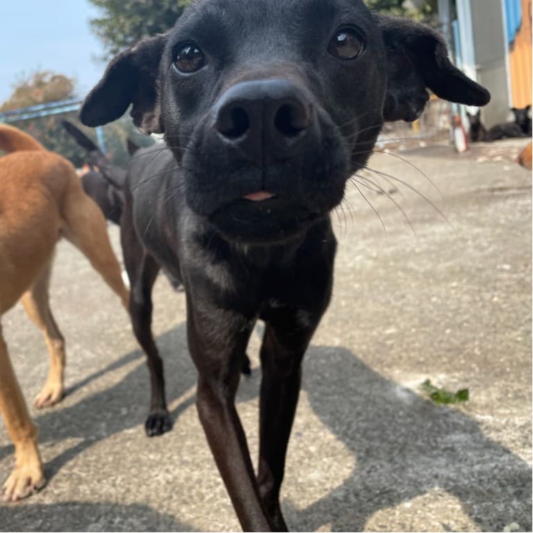 Black adult male mixed-breed dog, Medium, shelter no. …0005