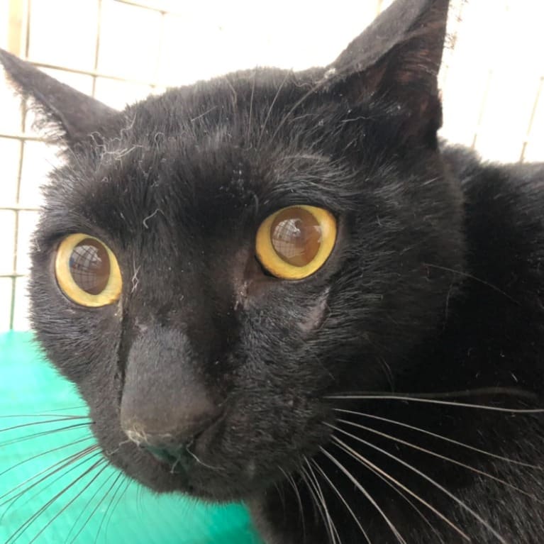 Photo of No. 112031805, Adult · Male · Medium · Mixed breed