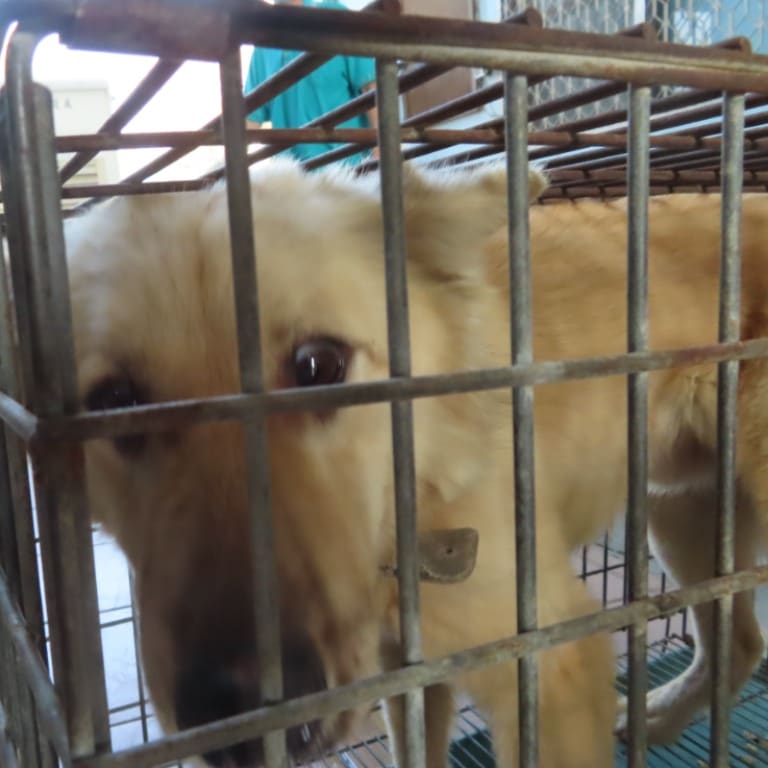 Photo of No. W120322-06, Adult · Male · Medium · Mixed breed