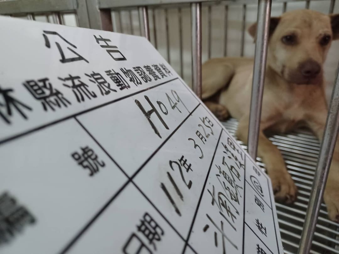 Photo of No. 112-H049D, Adult · Male · Medium · Mixed breed
