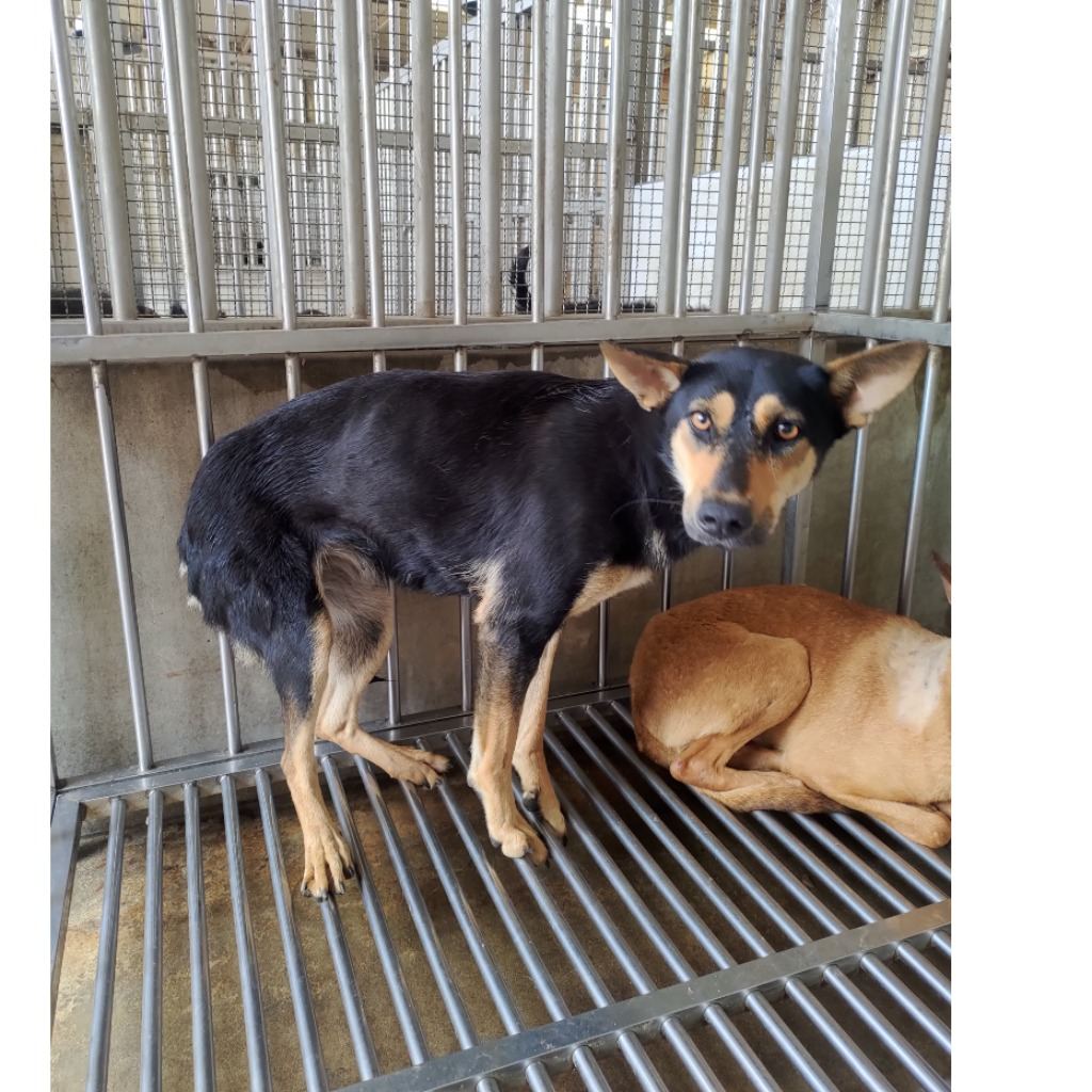 Photo of No. PAAAG1120325042, Adult · Female · Large · Mixed breed
