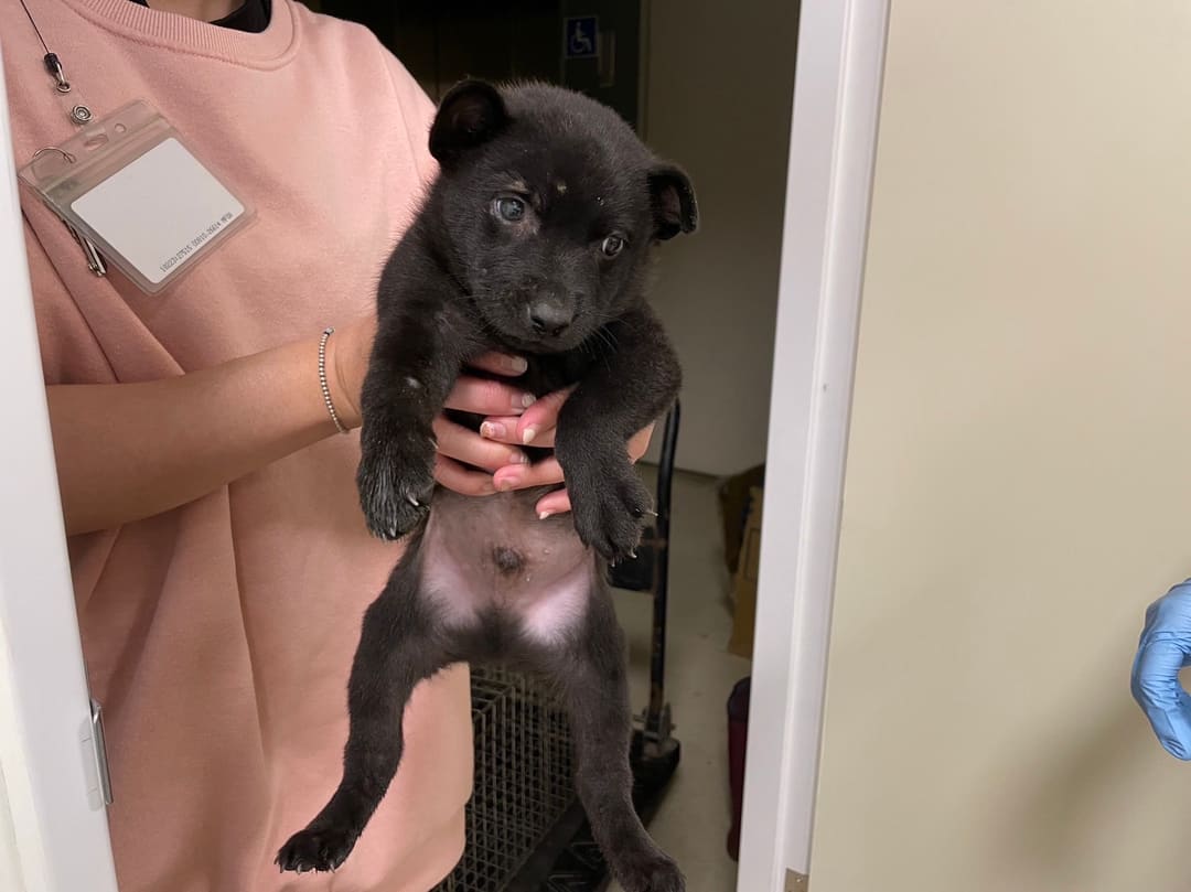 Photo of No. RAAAG1120327001, Young · Male · Small · Mixed breed
