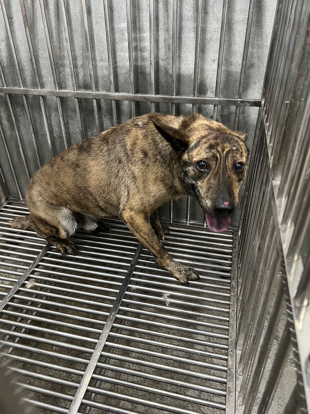 Photo of No. QAAAG1120327001, Adult · Male · Medium · Mixed breed