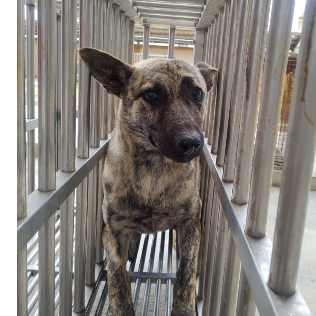 Photo of No. PAAAG1120327044, Adult · Male · Large · Mixed breed