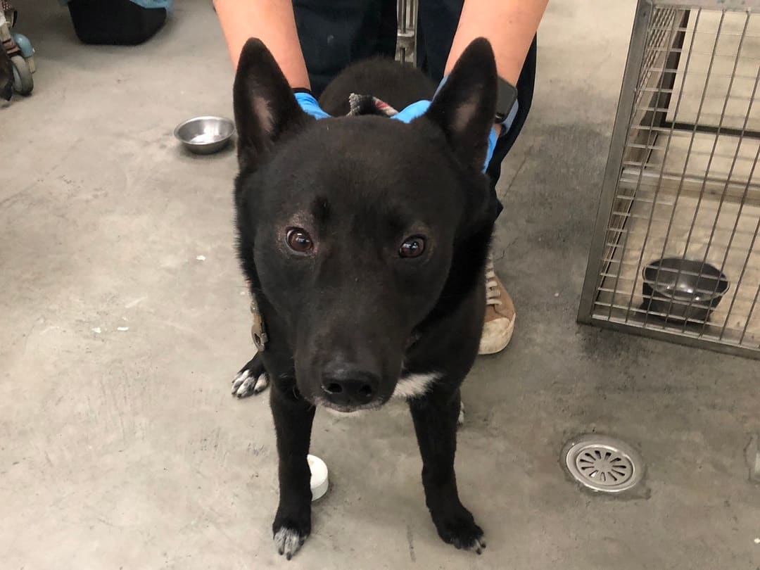 Photo of No. 112032708, Adult · Male · Medium · Mixed breed