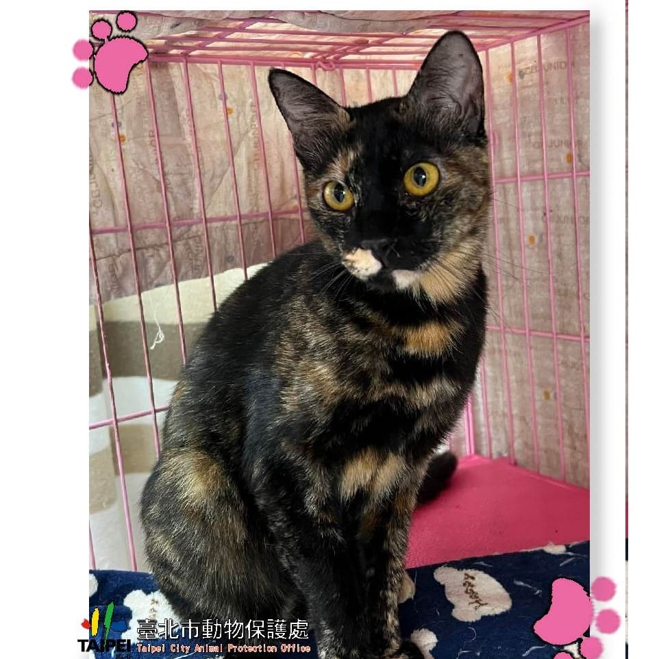 Photo of No. 111042803, Adult · Female · Medium · Mixed breed