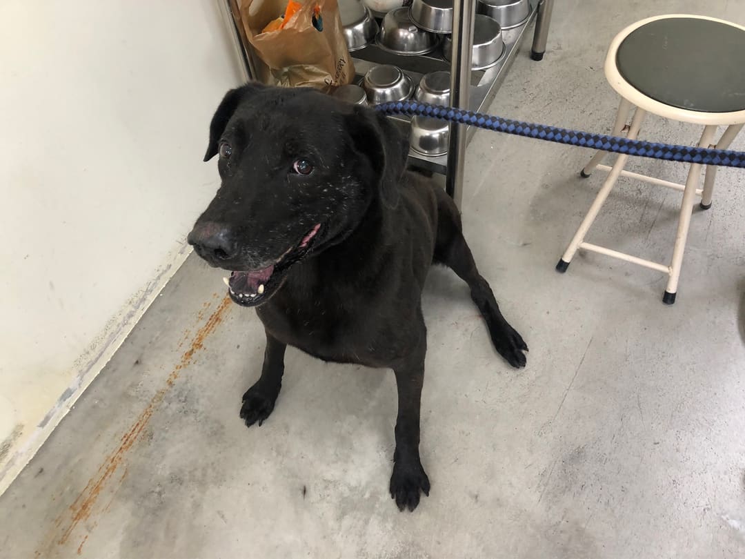 Photo of No. 112033102, Adult · Male · Medium · Mixed breed