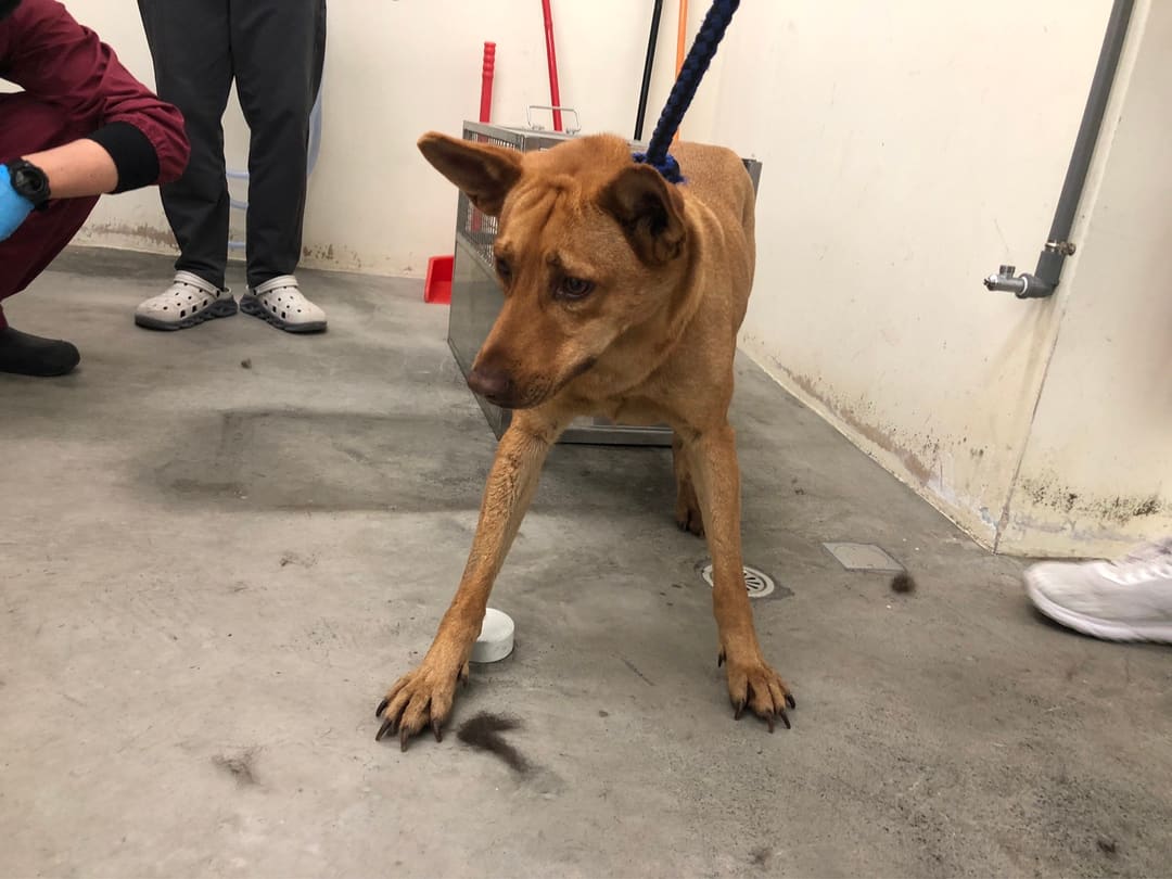 Tan adult female mixed-breed dog, Medium, shelter no. …3103