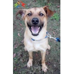 Photo of No. FAABG11203156005, Adult · Male · Medium · Mixed breed
