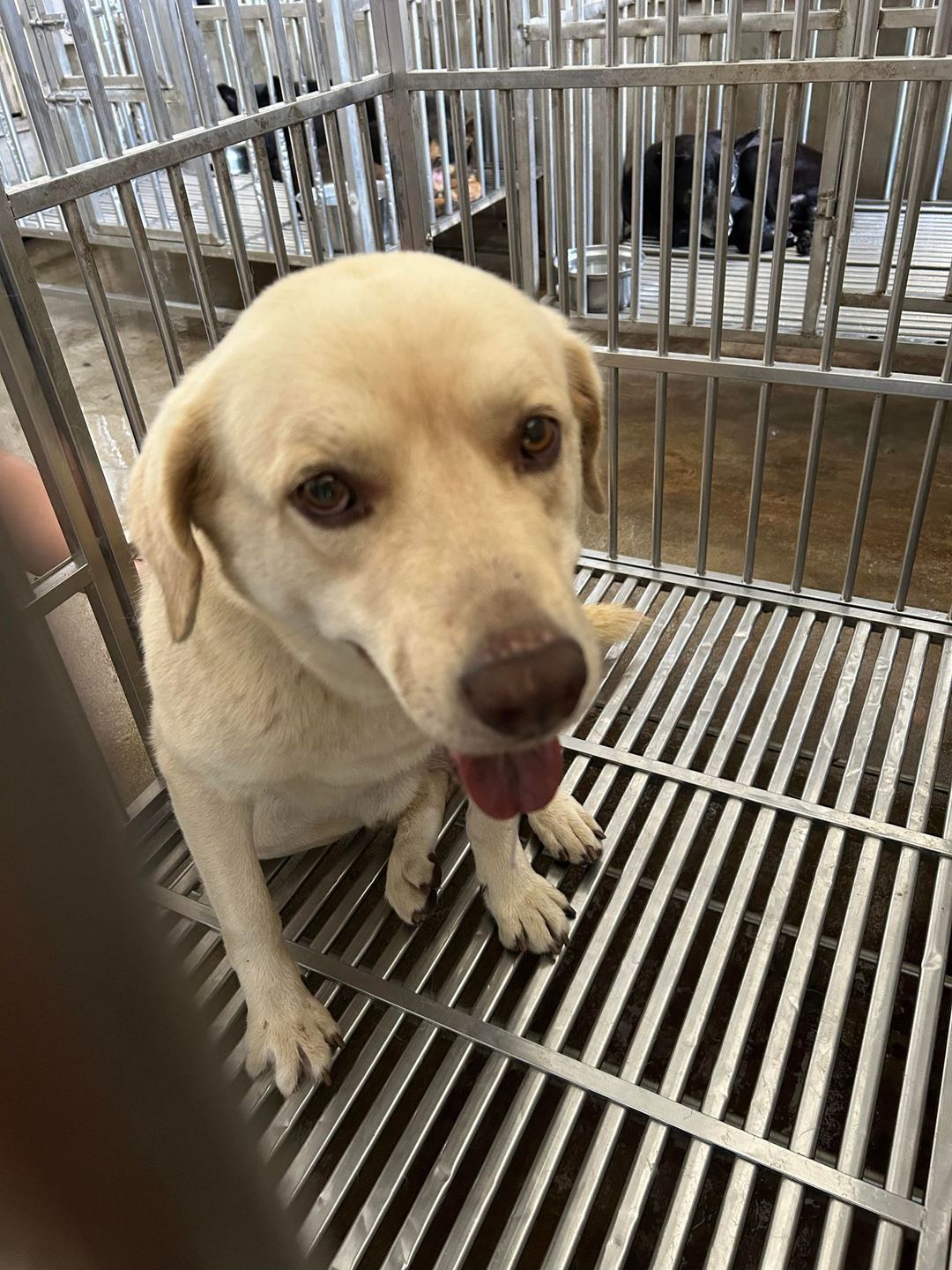 Photo of No. PAAAG1120406001, Adult · Male · Large · Mixed breed