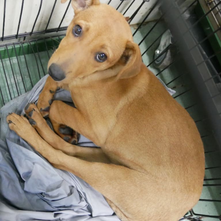 Photo of No. S120407-11, Adult · Female · Medium · Mixed breed
