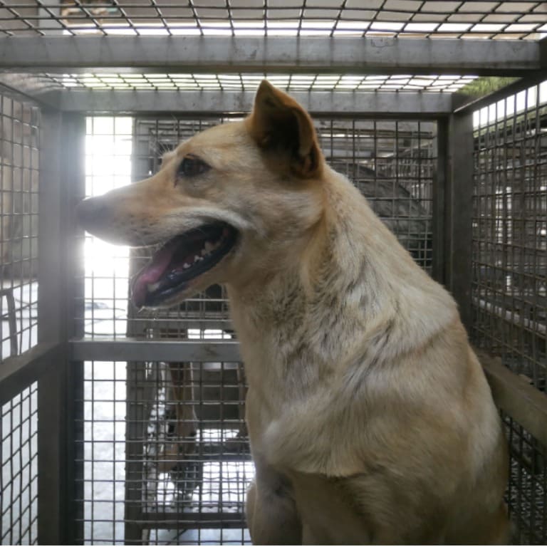 Photo of No. S120411-16, Adult · Female · Medium · Mixed breed