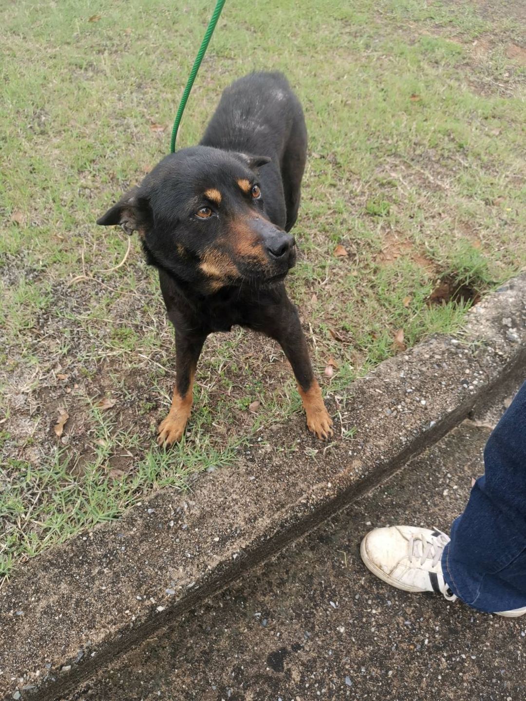 Black-and-tan adult female mixed-breed dog, Medium, shelter no. …0D01