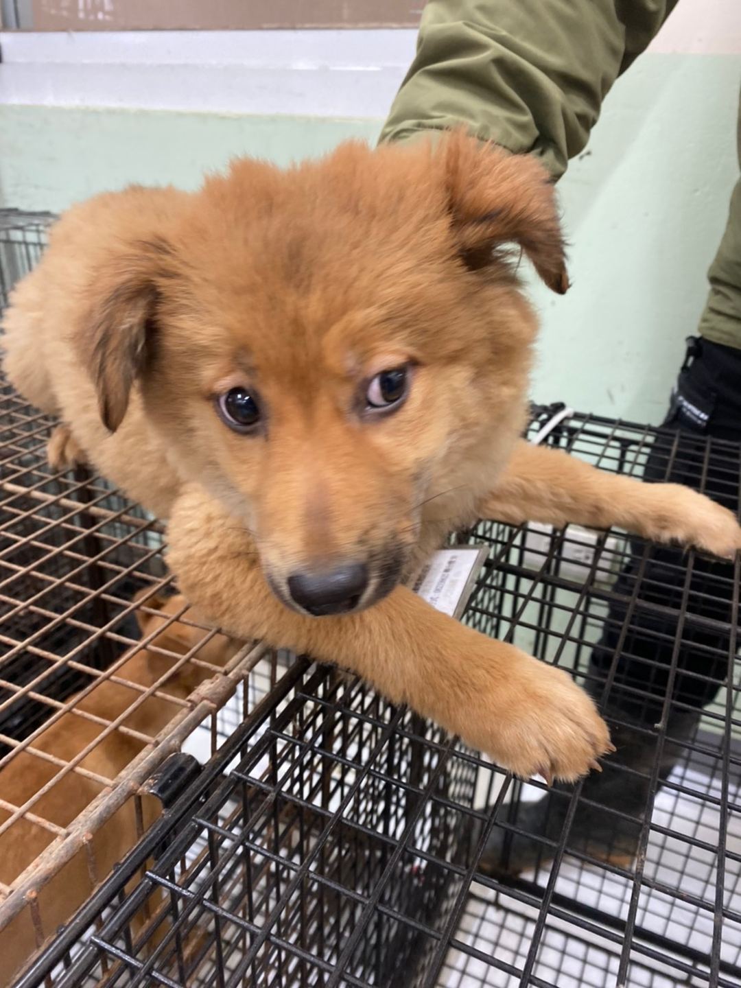 Photo of No. 1120406D02, Young · Female · Small · Mixed breed