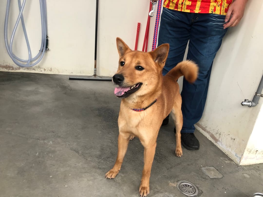 Photo of No. 112041307, Adult · Male · Medium · Mixed breed