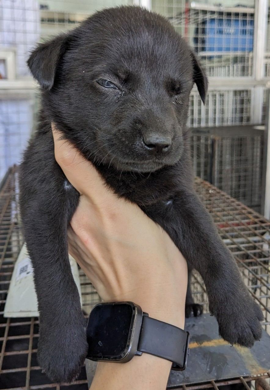 Black young female mixed-breed dog, Medium, shelter no. …7008