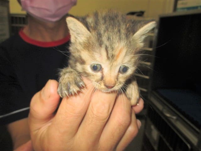 Black tabby young male mixed-breed cat, Small, shelter no. …8002