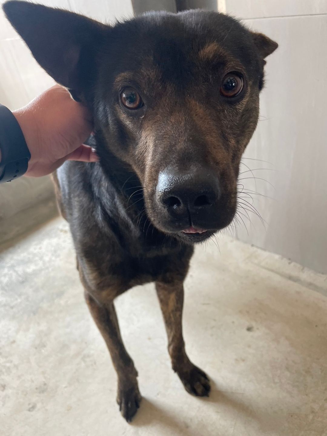 Photo of No. 1120403D01, Adult · Male · Medium · Mixed breed