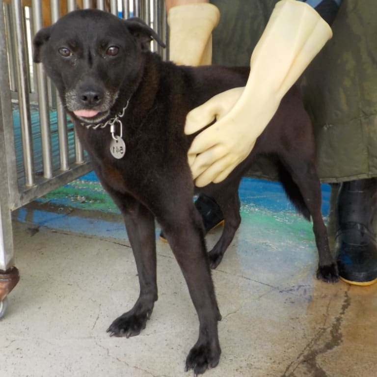 Photo of No. HAAAG1060324541, Adult · Female · Medium · Mixed breed
