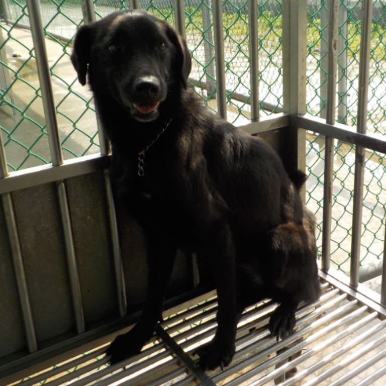 Photo of No. HAAAG1060421553, Adult · Female · Medium · Mixed breed