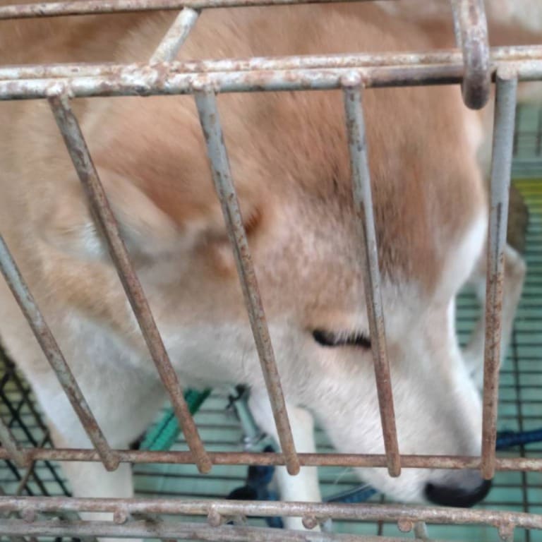 Tan adult female Shiba Inu, Medium, shelter no. …5-05
