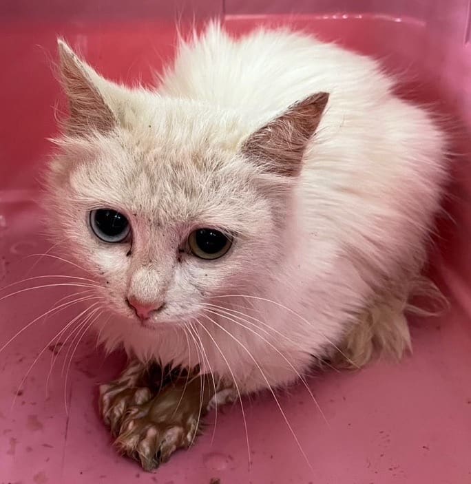 White young female mixed-breed cat, Small, shelter no. …6005