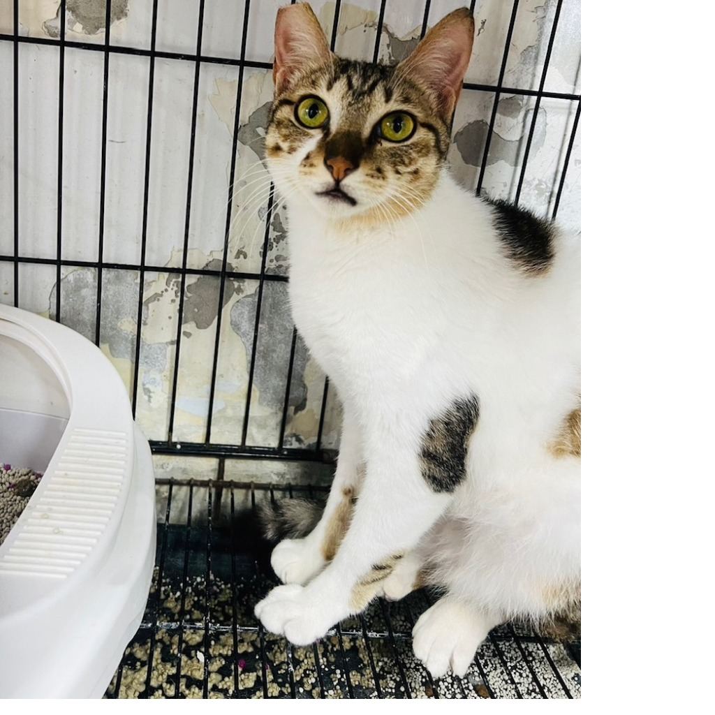 Photo of No. AAACG1110907003, Adult · Female · Medium · Mixed breed