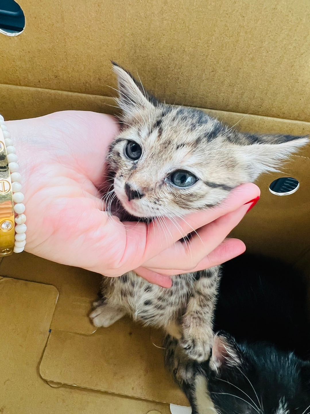 Tabby young mixed-breed cat, Small, shelter no. …7001