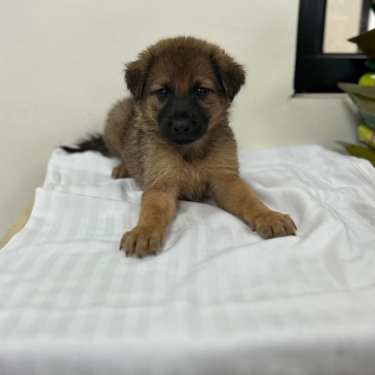 Photo of No. PAAAG1120407005, Adult · Male · Large · Mixed breed