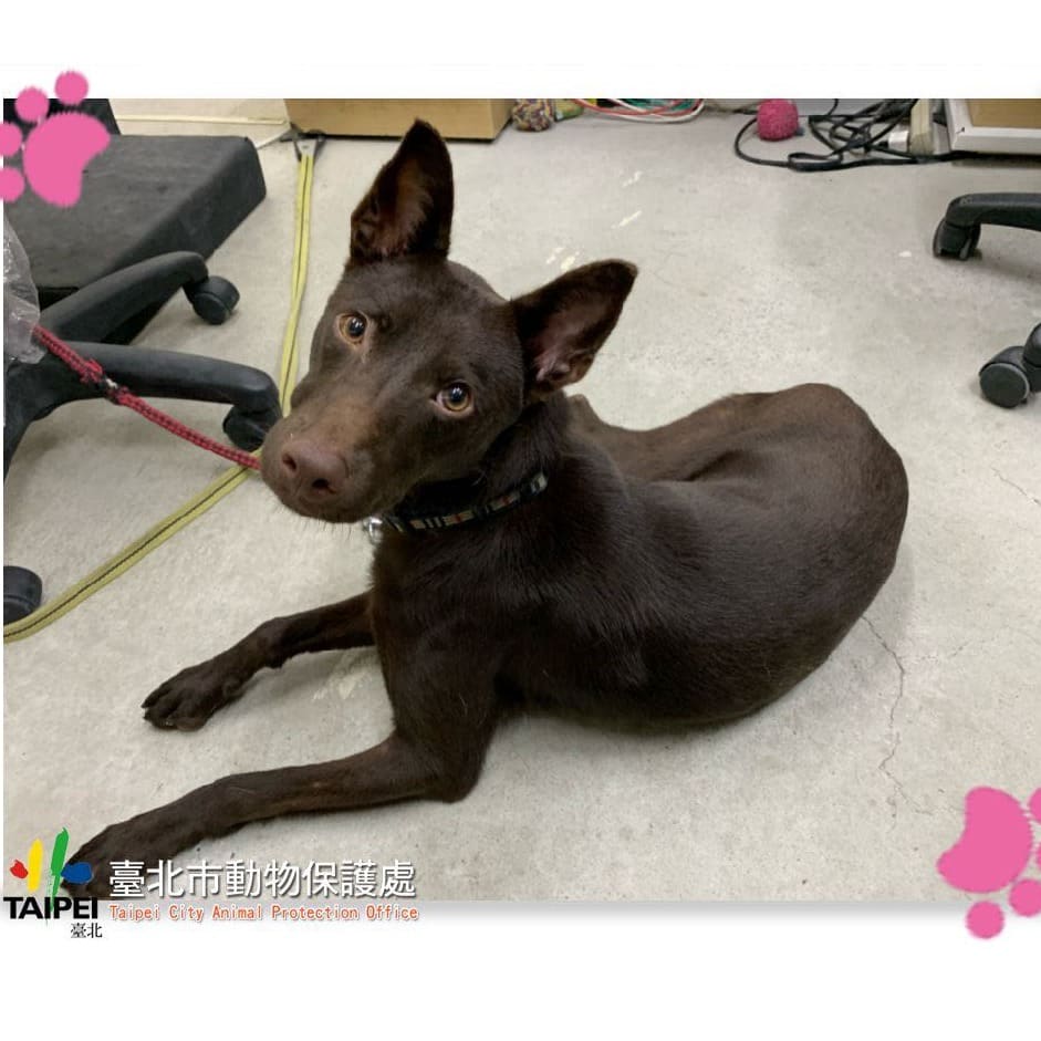 Photo of No. 111100801, Young · Male · Small · Mixed breed