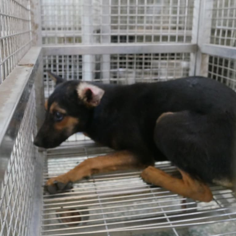 Photo of No. S120501-02, Adult · Female · Medium · Mixed breed