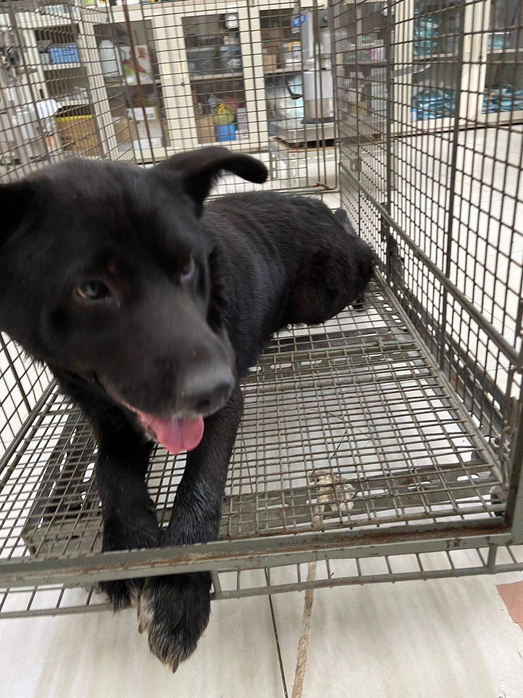 Photo of No. 1120502D01, Adult · Male · Large · Mixed breed